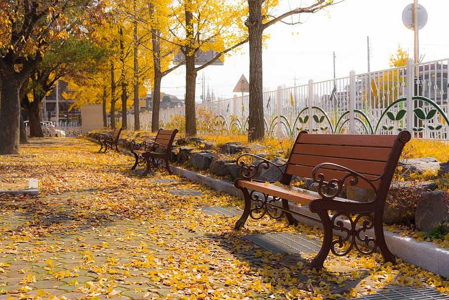 autumn, ginkgo, bench, yellow, autumn leaves, maple leaf, change HD wallpaper