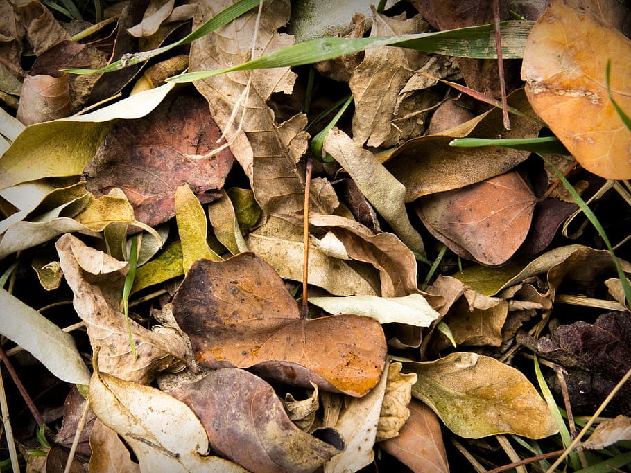 leaf, leaves, autumn, winter, color, plant part, dry, nature HD wallpaper