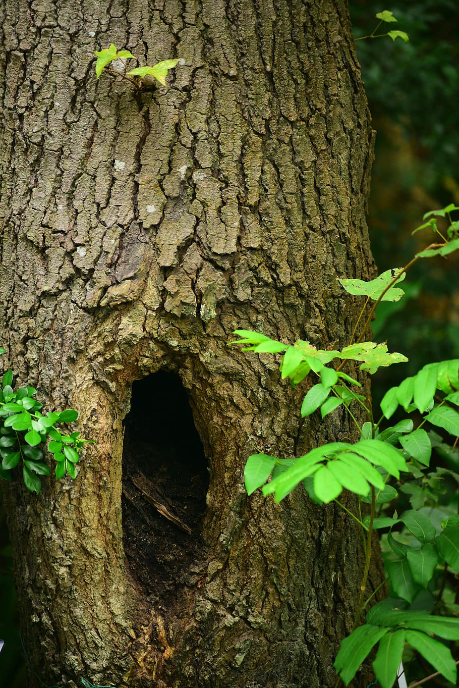 tree, trees, green leaf, natural, mountain, plant, trunk, tree trunk HD wallpaper