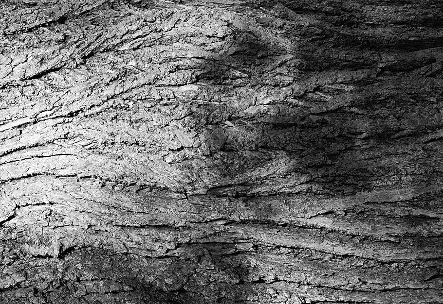 curve, texture, bark, forest, shadow, black and white, tree trunk HD wallpaper