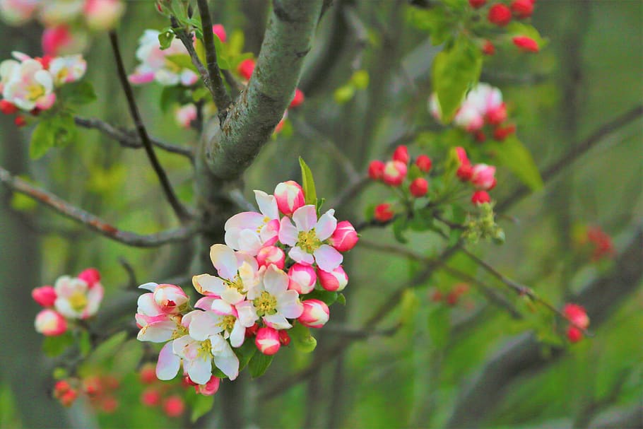 flower, bud, spring, blooming, nature, plant, pink, beauty HD wallpaper