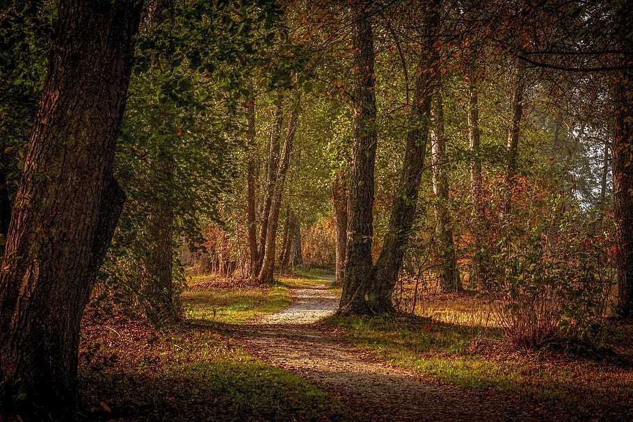 forest, forest path, autumn, trees, away, mood, leaves, trail HD wallpaper