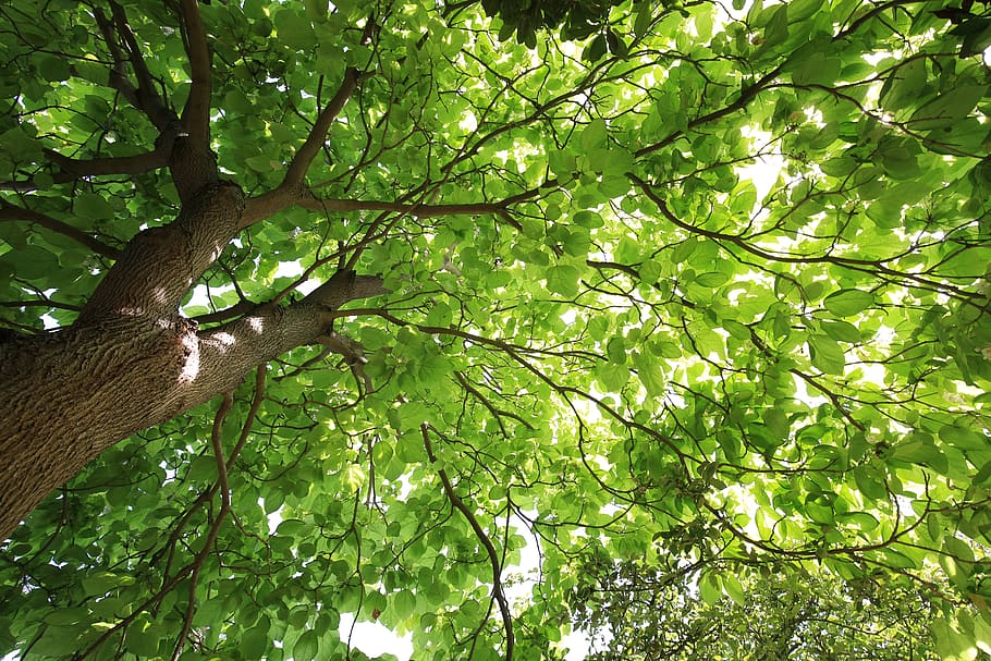 tree, plant, green color, growth, branch, low angle view, beauty in nature HD wallpaper