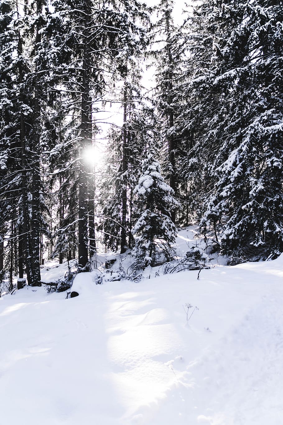 snow covered pine trees during winter, plant, nature, fir, abies HD wallpaper