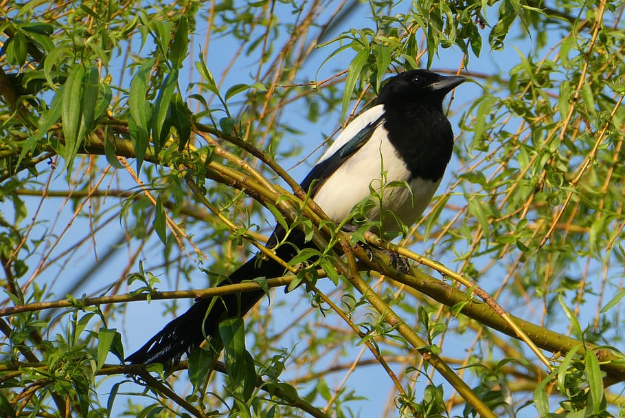 magpie, tree, branch, bird, beak, birds, wing, tail, spring, HD wallpaper
