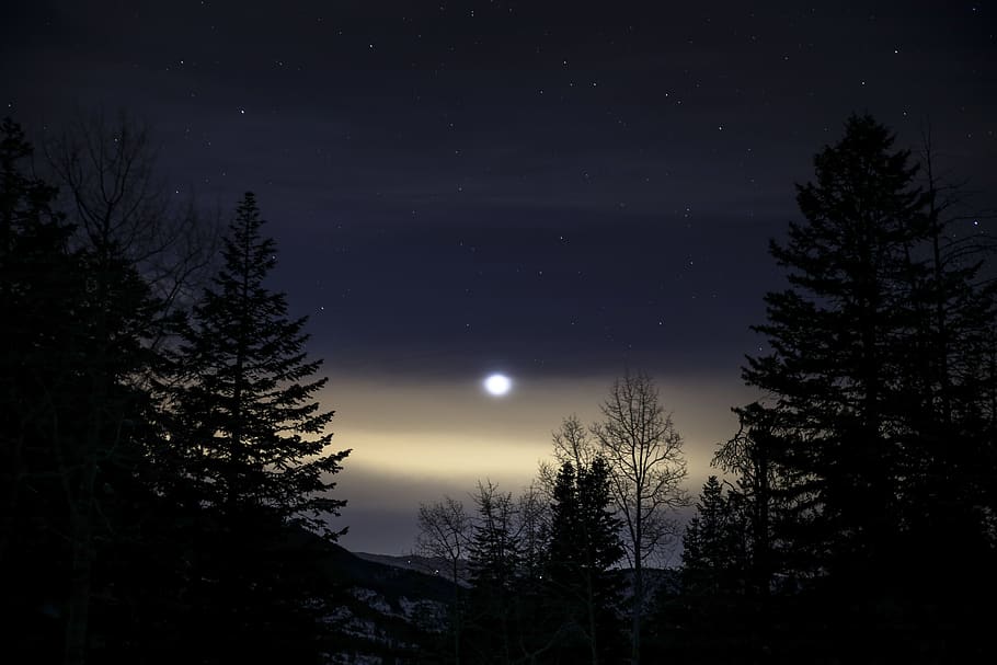 moon, light, stars, night, trees, plant, nature, view, silhouette HD wallpaper