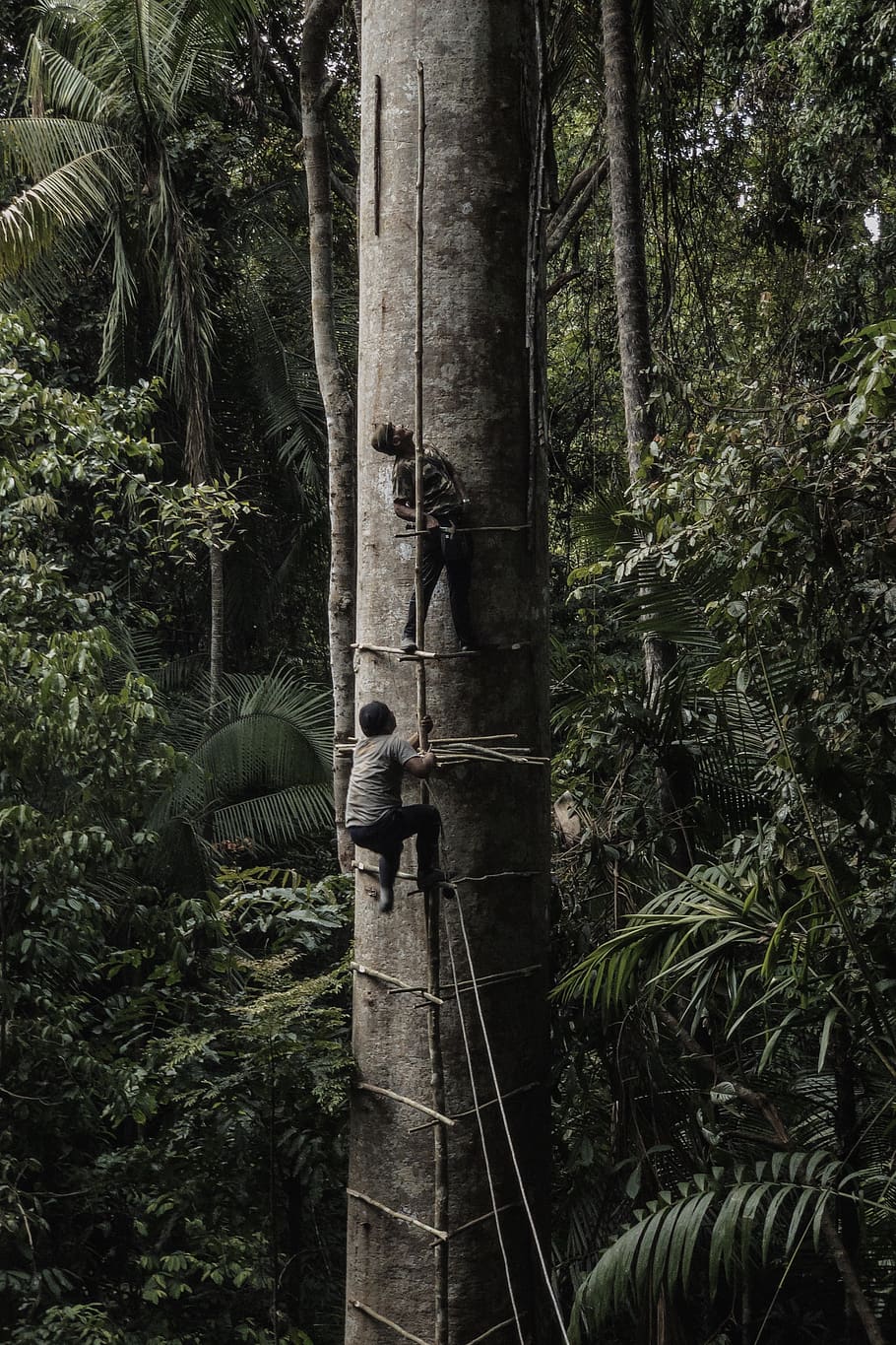 two men climbing on tall tree, plant, forest, growth, nature HD wallpaper