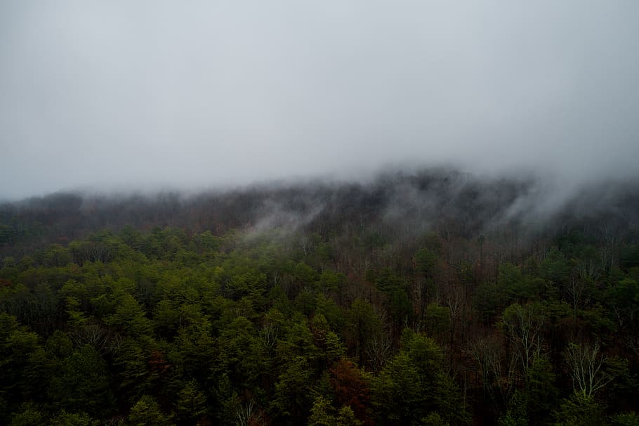 fog, mountain, woods, forest, green, aerial, tree, plant, beauty in nature HD wallpaper