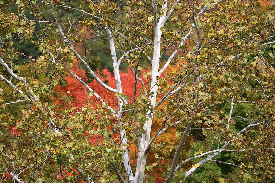 birch, trees, forest, plant, autumn, growth, leaf, nature, beauty in nature HD wallpaper