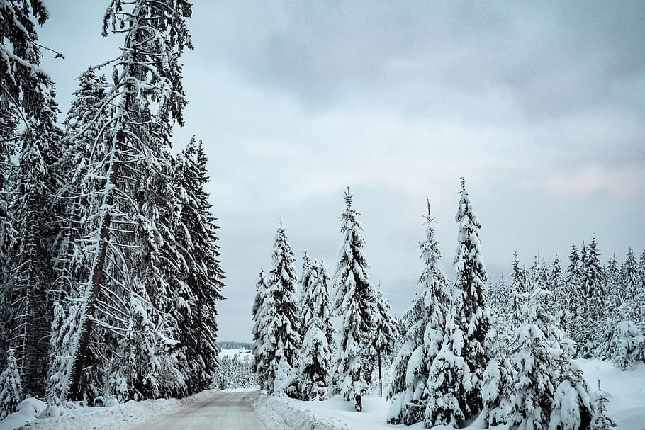 Snowcapped Forest, cold, conifer, frost, road, season, trees HD wallpaper