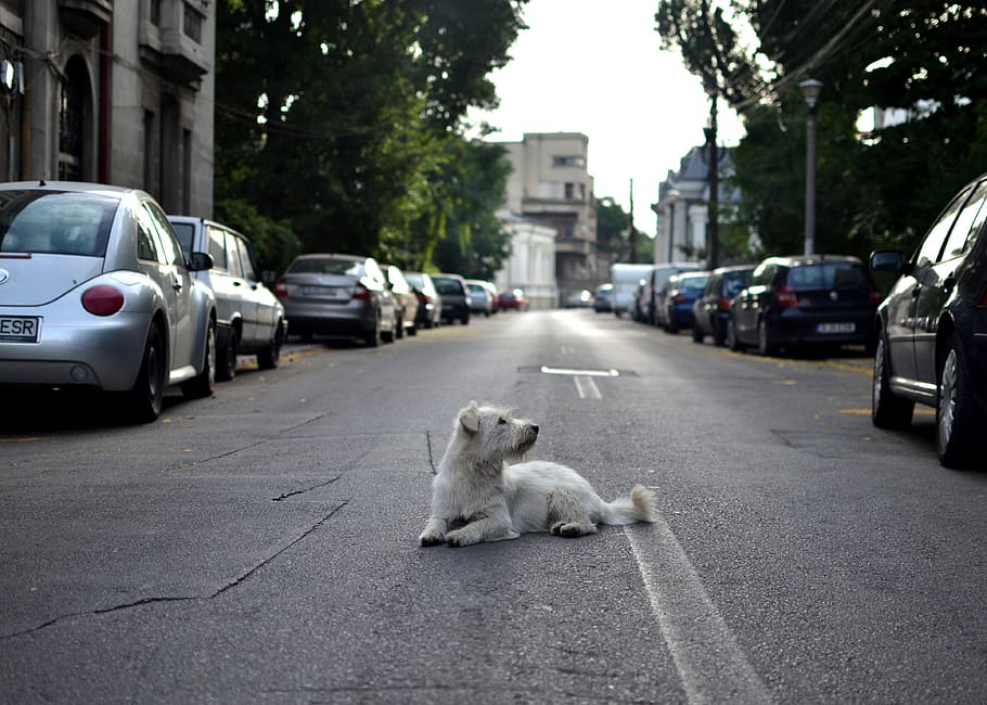 bucharest, romania, peace, relaxing, dog, fluffy, city, street HD wallpaper