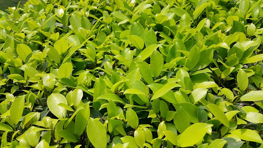 Green Leaf Plant, close-up, plants, green color, plant part, growth HD wallpaper