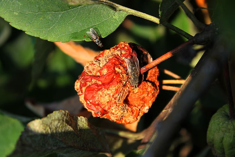 flies, flying, insect, tree, stranded tramples over, dried fruits HD wallpaper
