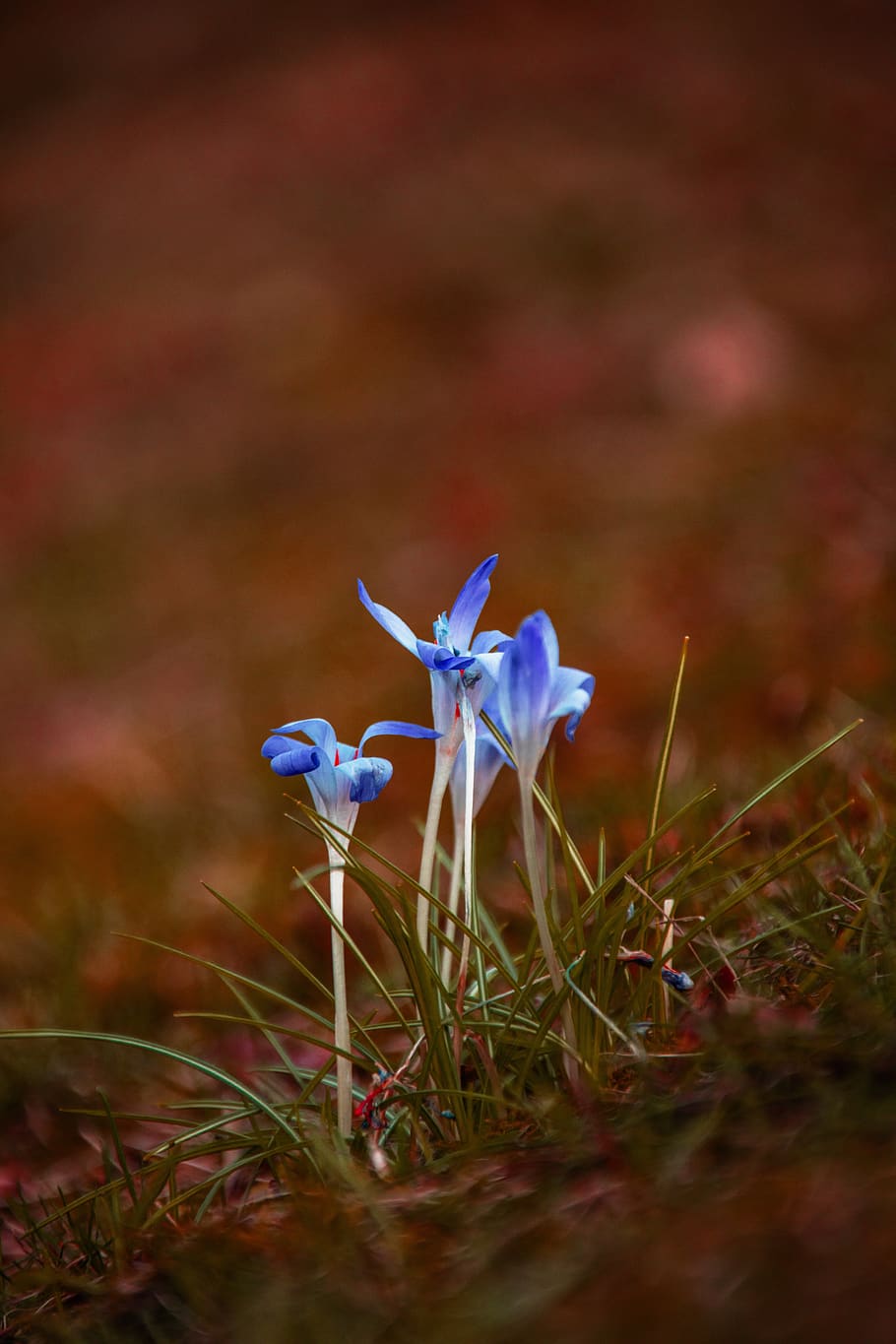 flower, meadow, nature, spring, plant, blossom, bloom, white HD wallpaper