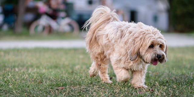 Tsang apso sales