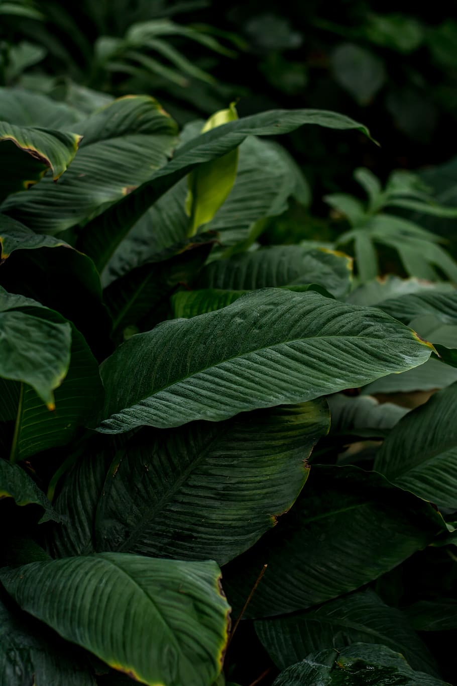 green leafed plant, plant part, green color, growth, close-up HD wallpaper