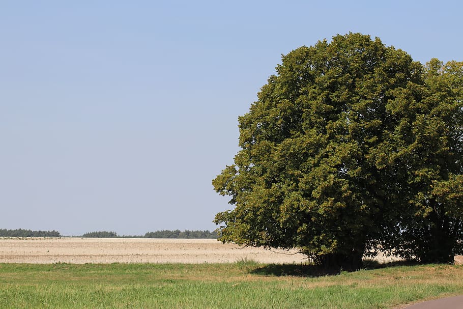 tree, landscape, wide, nature, field, sky, saxony-anhalt, plant HD wallpaper