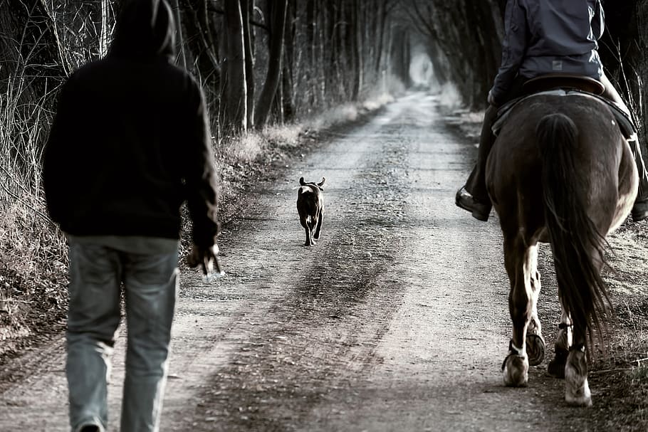 away, darkness, forest, landscape, horse, reiter, dog, man HD wallpaper