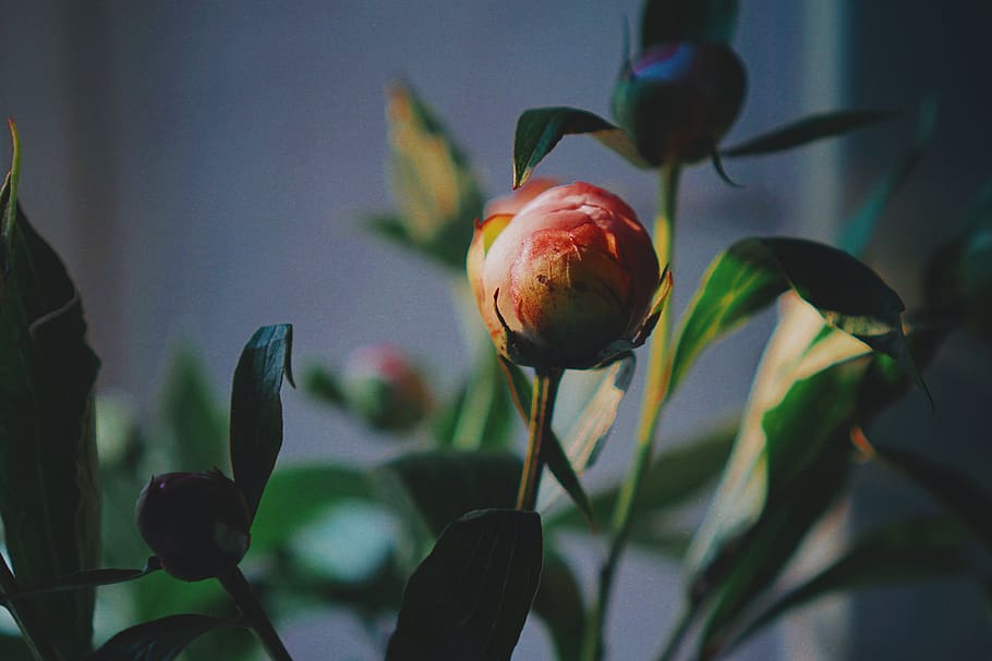 red flower, plant, growth, flowering plant, beauty in nature HD wallpaper