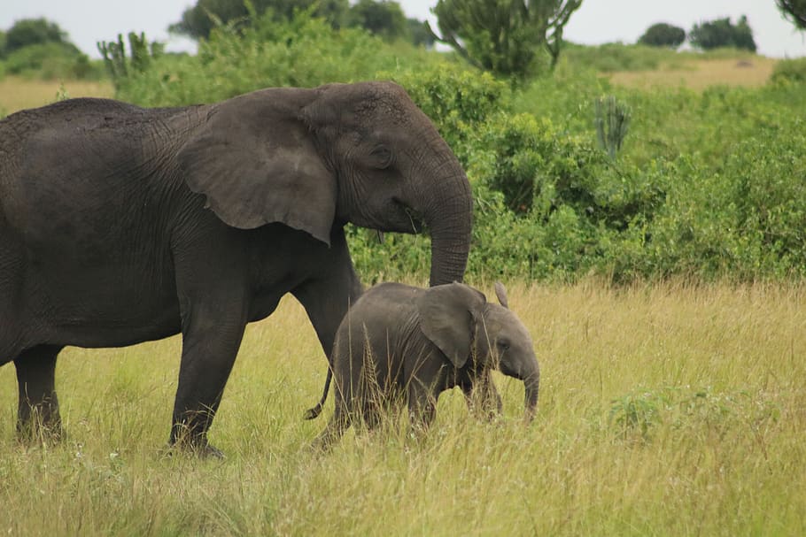 black elephant with cub, animal themes, mammal, group of animals HD wallpaper