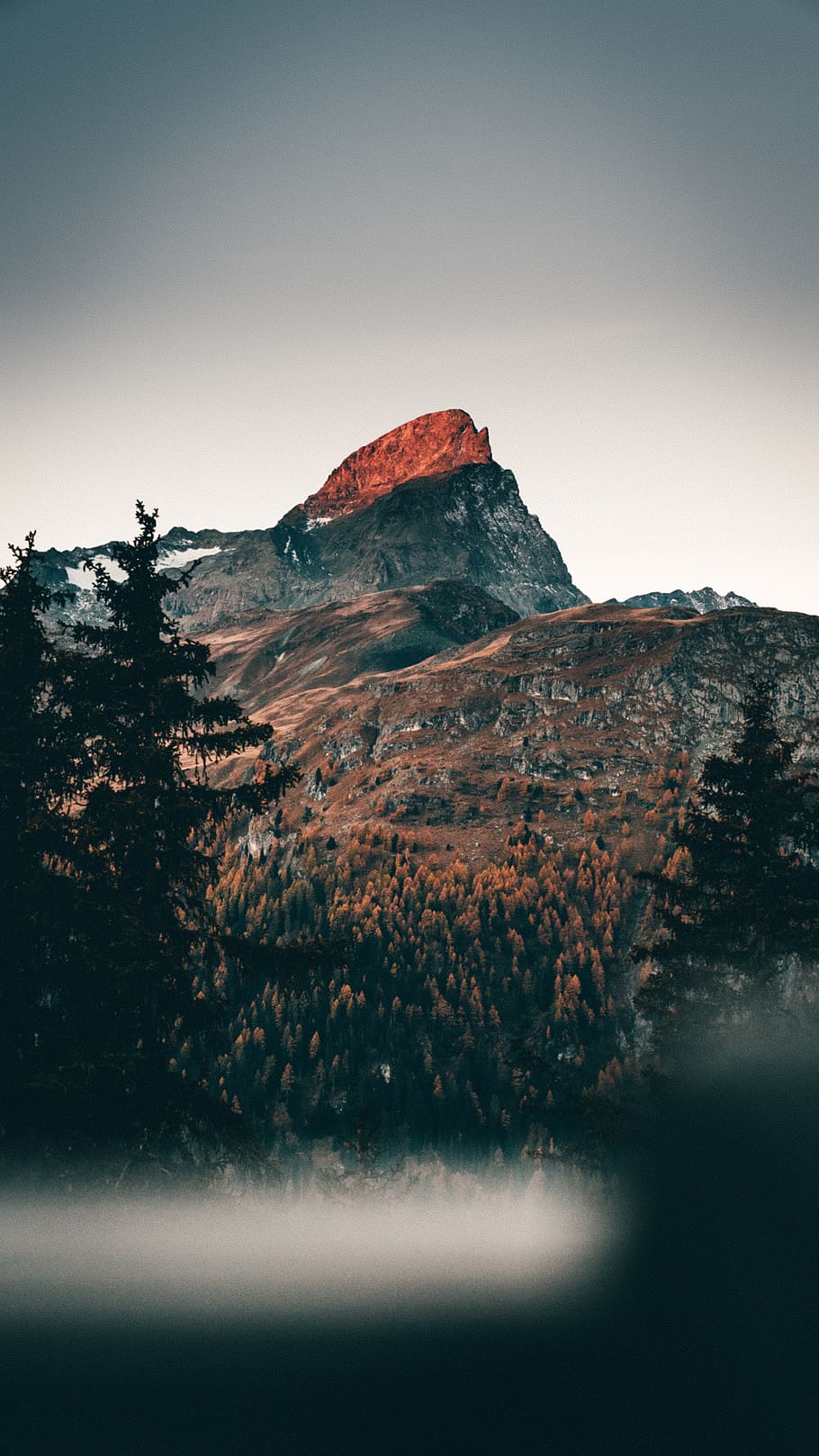 mountain range during daytime, tree, plant, abies, fir, nature HD wallpaper