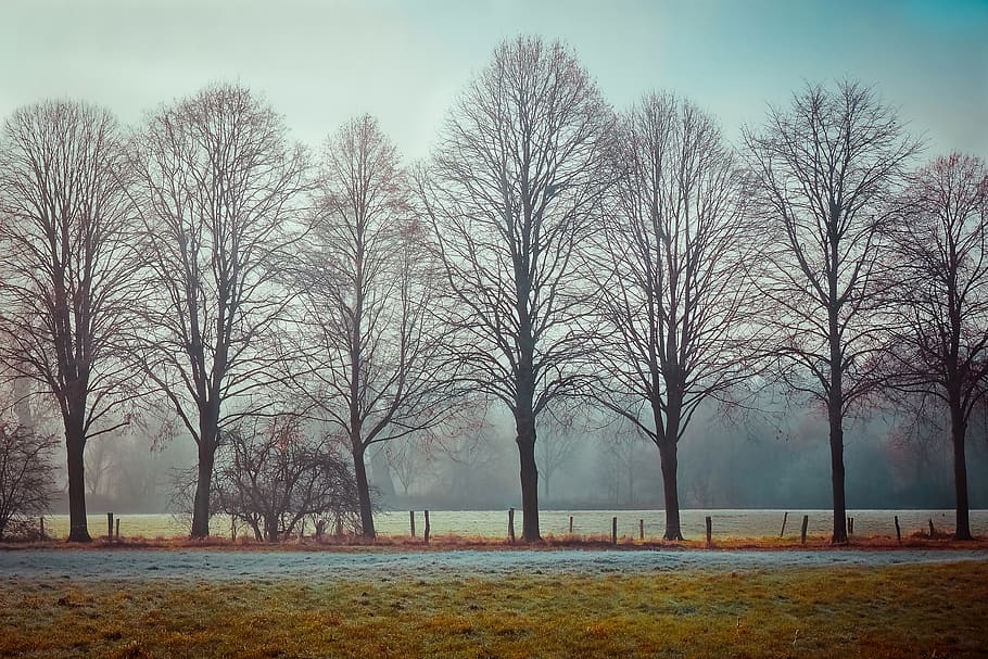 Trees Near Road, atmosphere, dawn, daylight, environment, fence HD wallpaper
