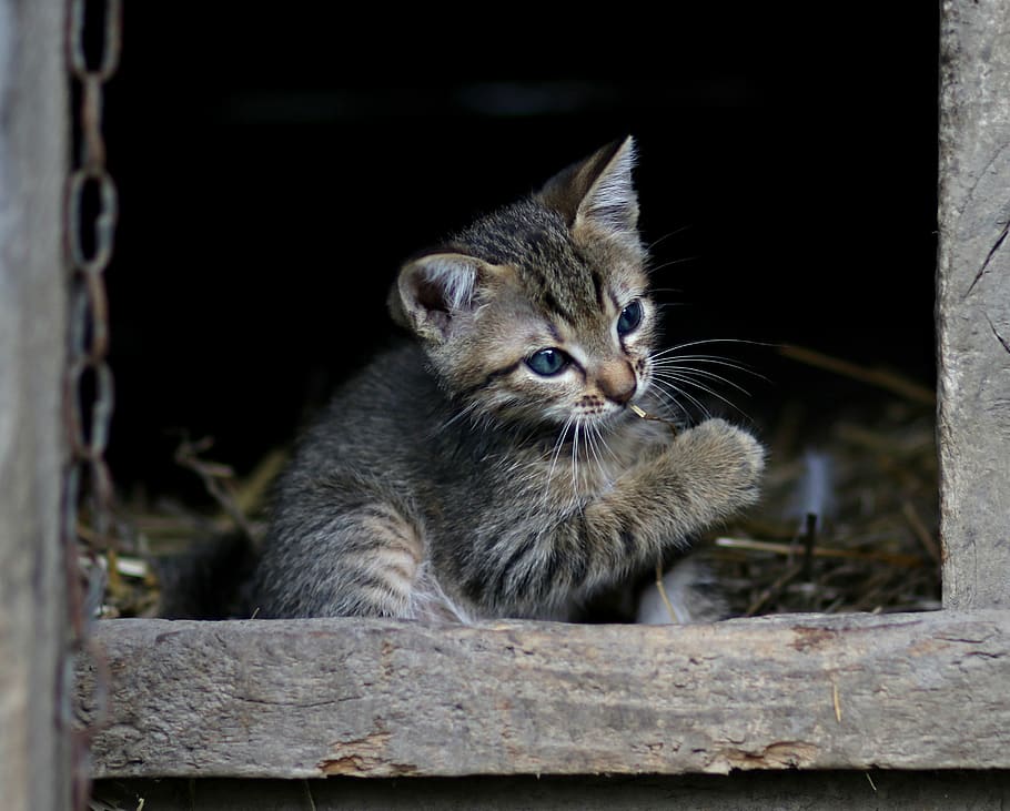 cat, play, small, funny, cute, mammal, animal, animal themes HD wallpaper