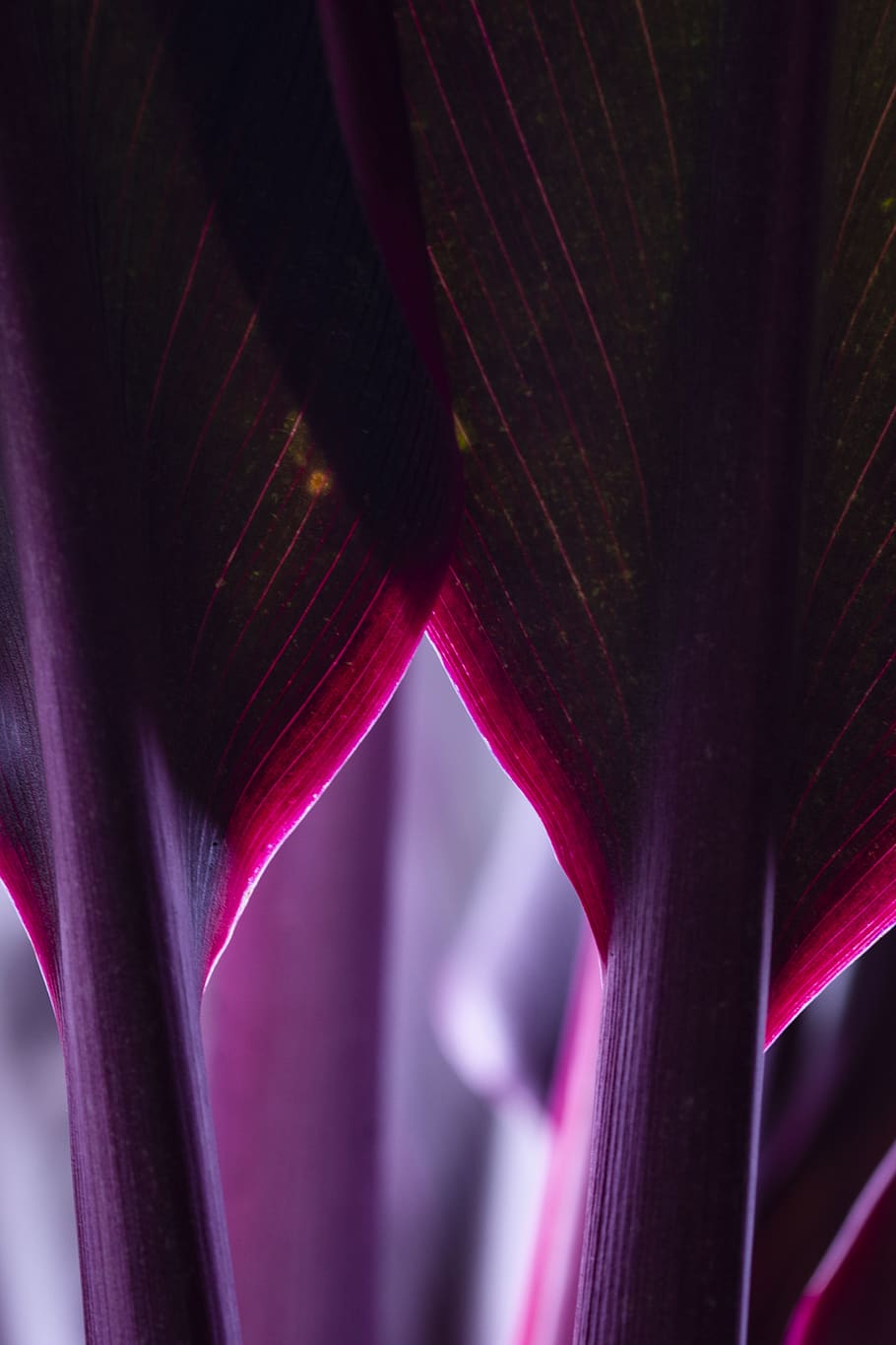 Purple Leaves, art, background, blur, close-up, color, curve HD wallpaper