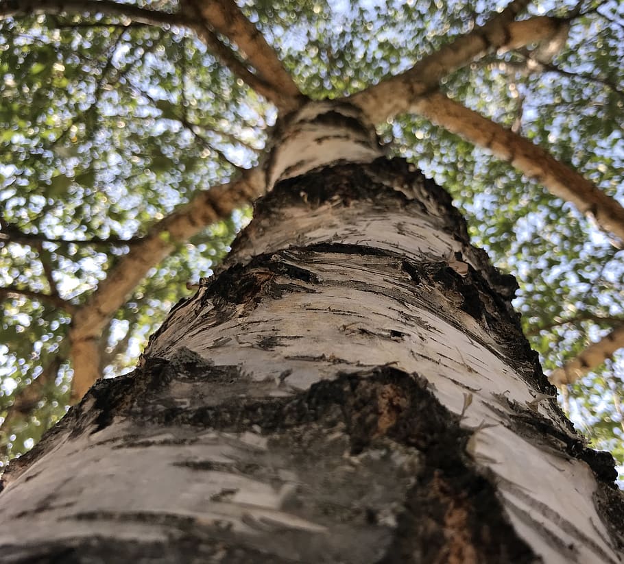 birch, tree, tentacles, sky, green, nature, yellow, blue, leafs HD wallpaper