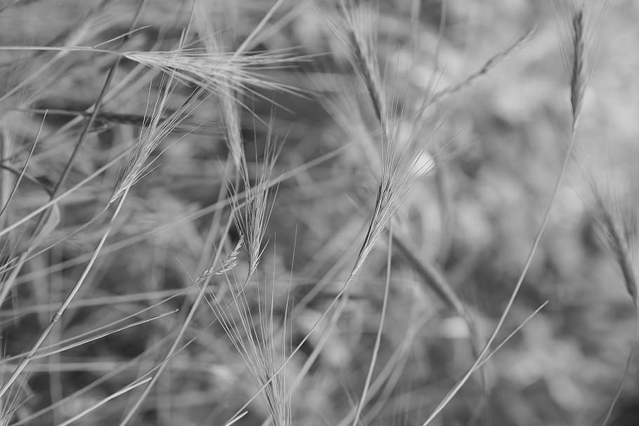 little ear, summer, wind, ground, harvest, field, stuuble field HD wallpaper