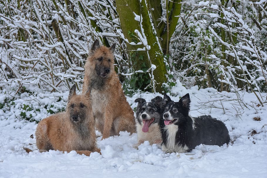 dogs, snow, winter, cold, group of animals, cold temperature HD wallpaper