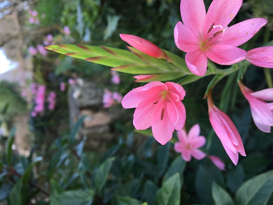 jersey, saint martin, flowering plant, fragility, vulnerability HD wallpaper