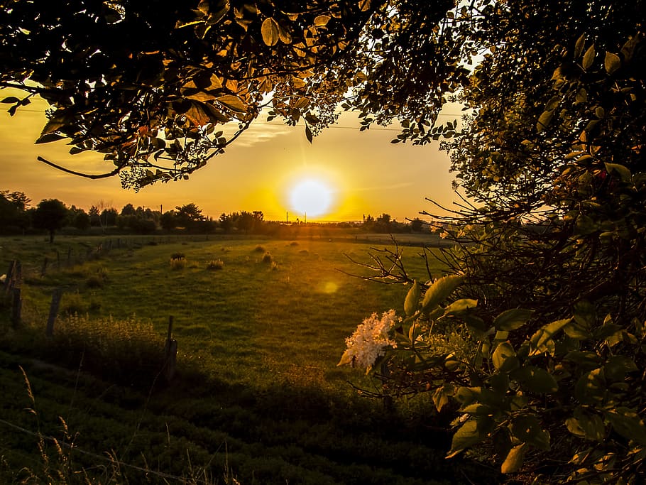 Wide Angle Photography of Green Grass Field during Sunset, dawn HD wallpaper