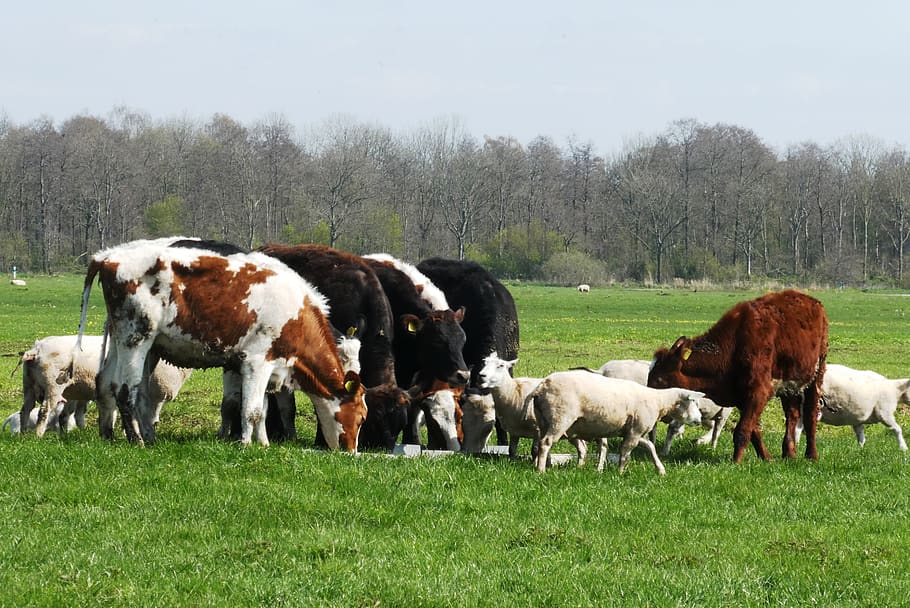calves, sheep, lambs, spring, polder, pasture, whey, animals HD wallpaper