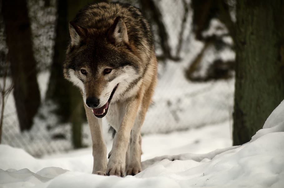 snow, winter, mammal, wolf, wild, animal, wildlife, forest HD wallpaper