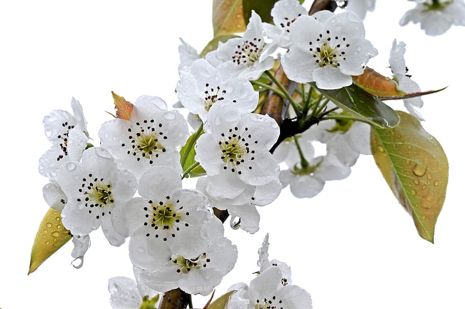 pear, flower, spring, beautiful, tree, a fruit garden, flowers HD wallpaper