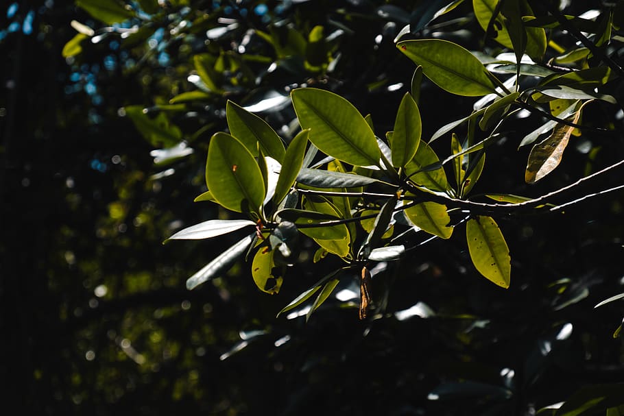 plant, leaf, vegetation, tree, jungle, nature, acanthaceae HD wallpaper