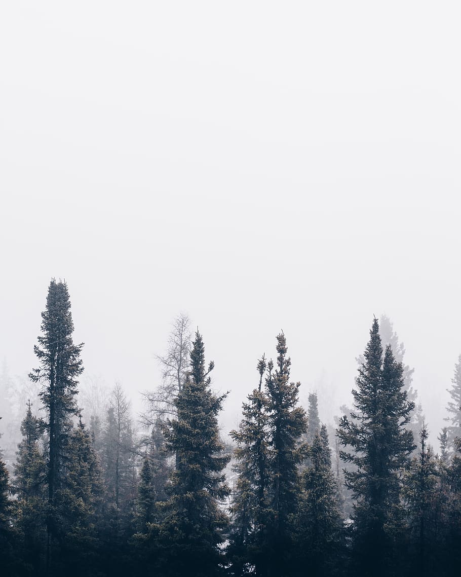 nature, forest, trees, woods, smoke, fog, haze, plant, beauty in nature HD wallpaper