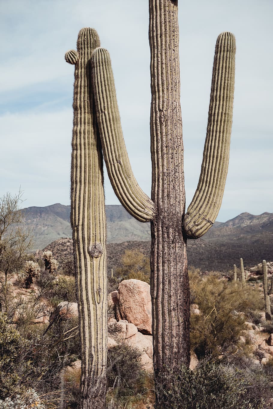 cactus near rocks, plant, desert, prickly, blue, cloudy, lean HD wallpaper