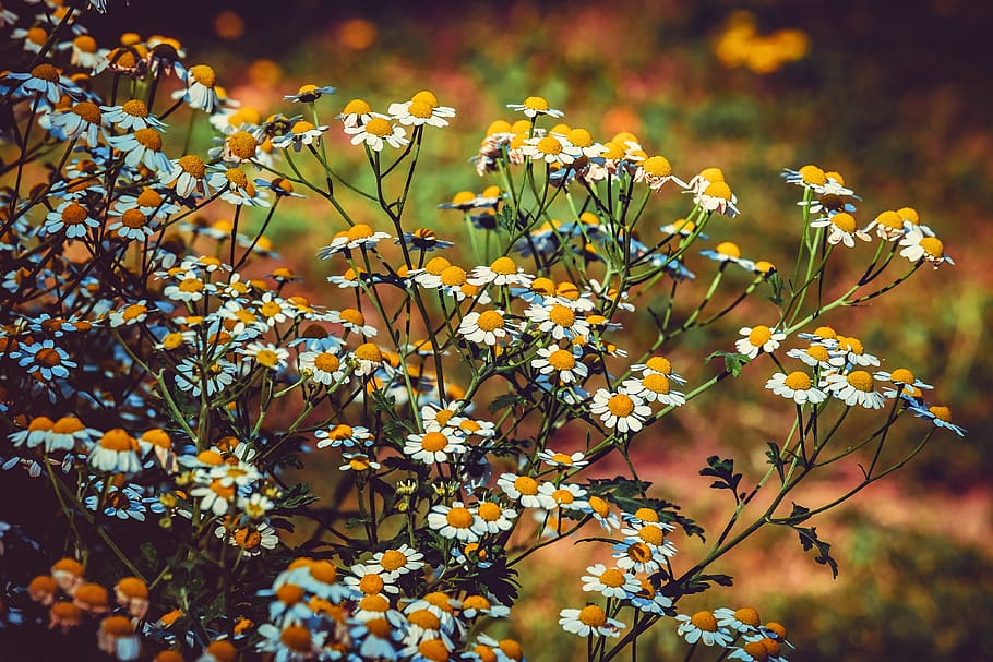 feverfew, blossom, bloom, white, yellow, tanacetum parthenium HD wallpaper
