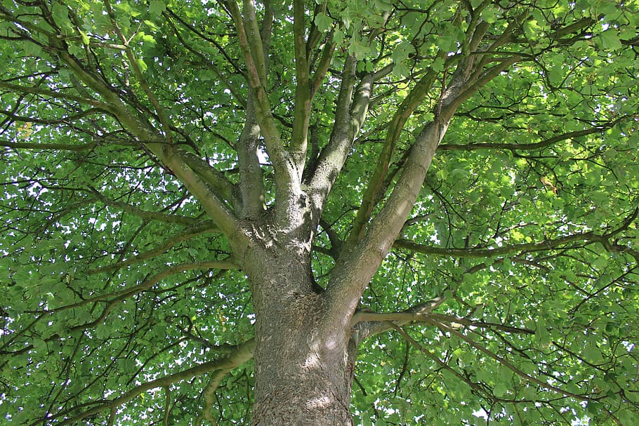 baumkrone, tree, geäst, Äste, blattwerk, blätter, baumstamm HD wallpaper