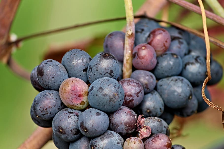 grapes, red, blue, fruit, eat, vine, healthy, winegrowing, fruits, HD wallpaper