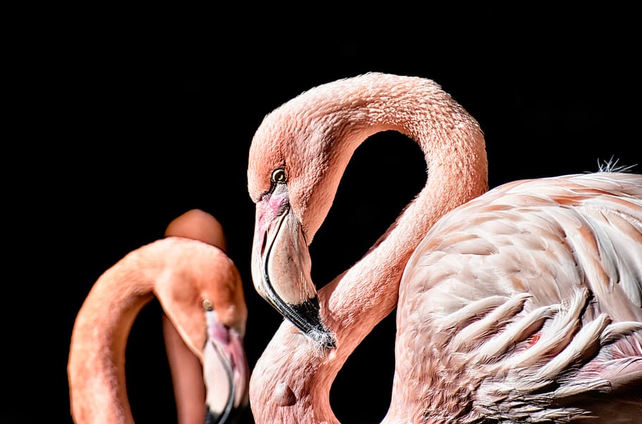 flamingo, bird, colorful, feather, pride, tierpark hellabrunn, HD wallpaper