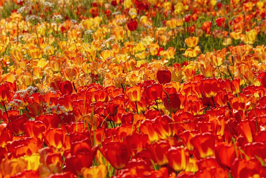 tulips, flowers, spring, spring flowers, tulip field, red, yellow HD wallpaper