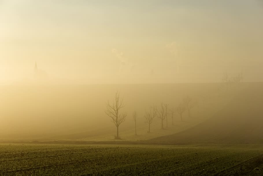 fog, sun, backlighting, trees, silhouette, mystical, nature HD wallpaper