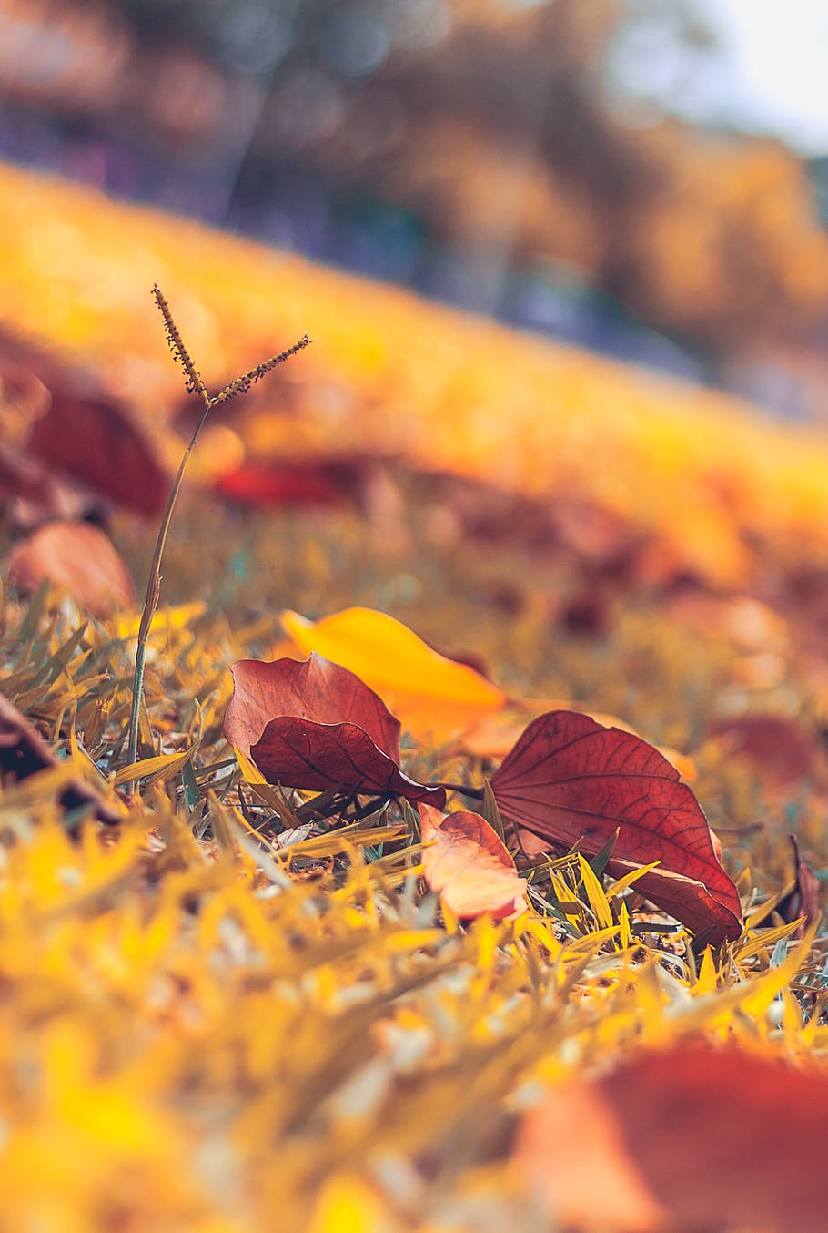 brazil, viçosa, autumn, tree, forest, yellow, brown, red, colorful, HD wallpaper