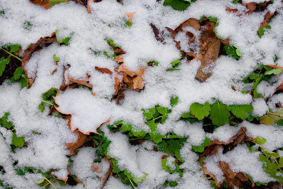 autumn, brown, cold, day, forest, frost, leaf, leafs, leaves HD wallpaper