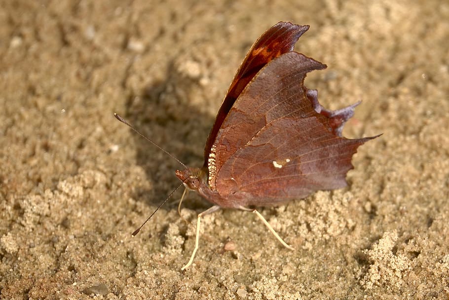 butterfly, insect, nature, wing, summer, butterflies, outdoor HD wallpaper