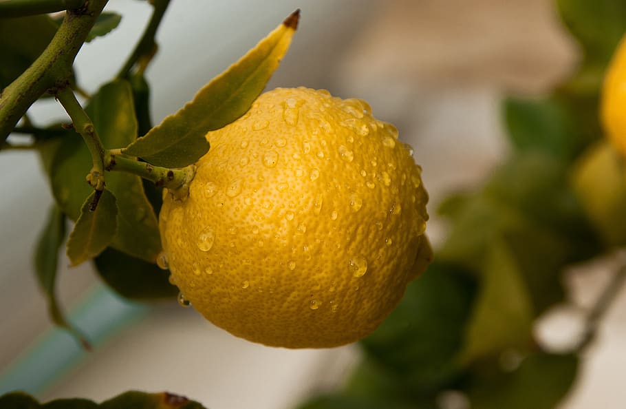 fruit, lemon, citrus, fruit tree, acidity, food, plant, food and drink HD wallpaper