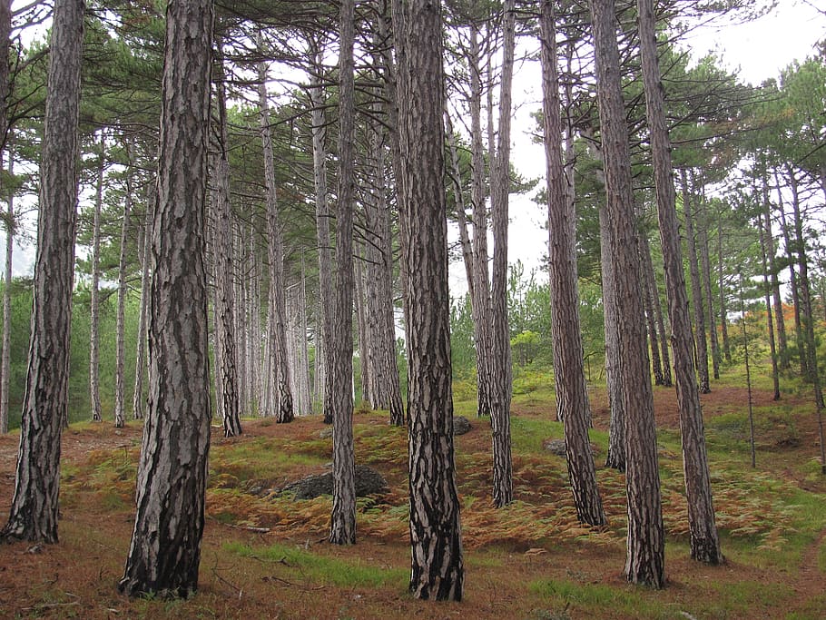 birch, tree, green, forest, landscape, trees, plant, tree trunk HD wallpaper